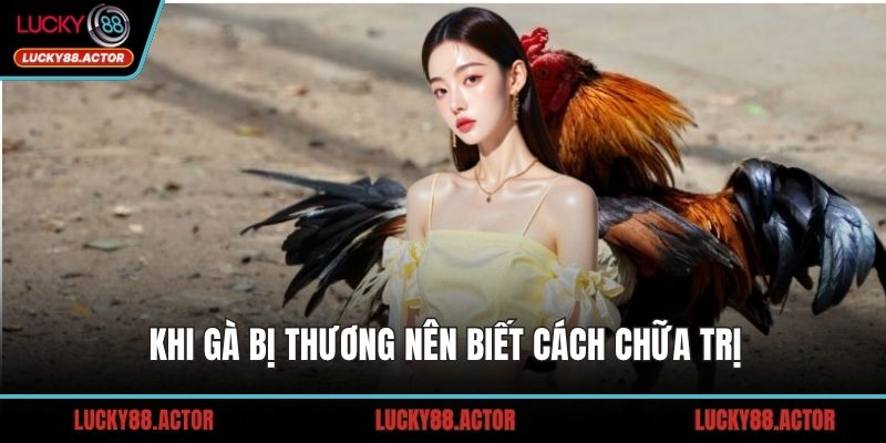 Khi gà bị thương nên biết cách chữa trị