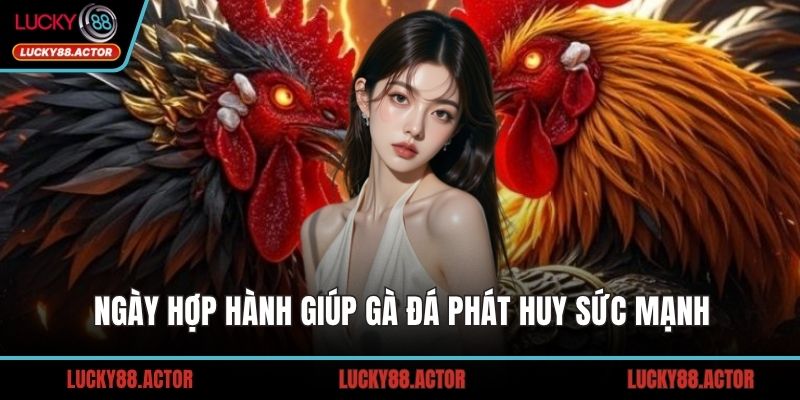 Ngày hợp hành giúp gà đá phát huy sức mạnh