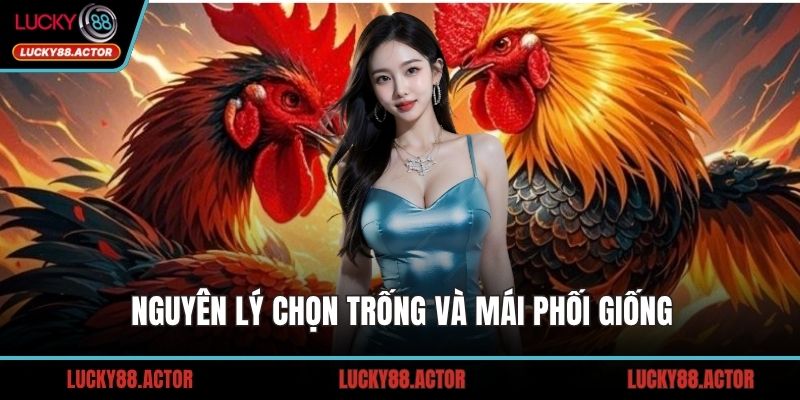 Nguyên lý chọn trống và mái phối giống